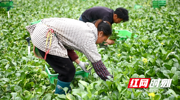 湖南富硒茶供应(供应湖南茶富硒的地方)-硒宝网