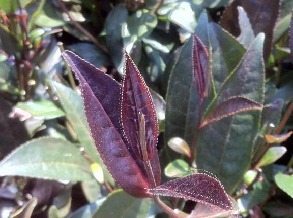 富硒紫阳茶文案(紫阳富硒茶的说说)-硒宝网