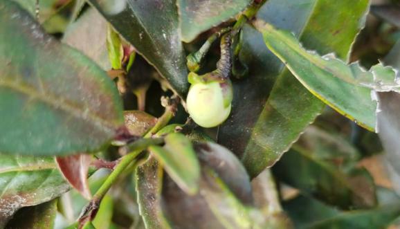 富硒紫阳茶文案(紫阳富硒茶的说说)-硒宝网