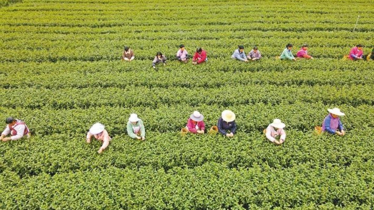 山西富硒茶加工(山西茶加工富硒的做法)-硒宝网