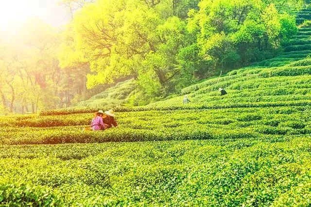 恩施富硒茶真假（恩施富硒茶叶多少钱一斤）-硒宝网