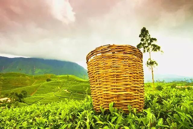 恩施富硒茶真假（恩施富硒茶叶多少钱一斤）-硒宝网