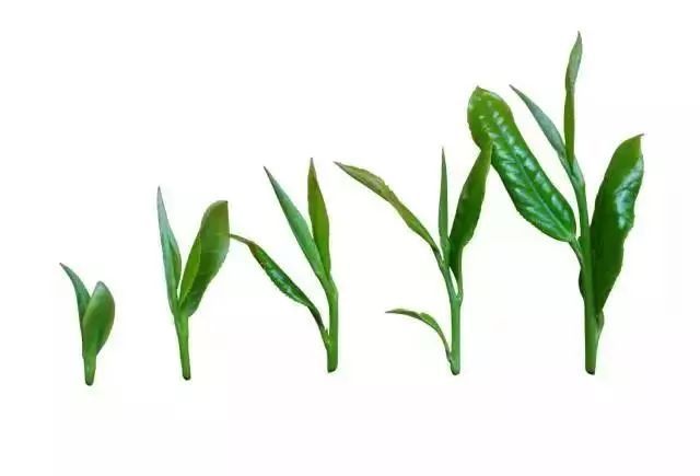 恩施富硒茶真假（恩施富硒茶叶多少钱一斤）-硒宝网