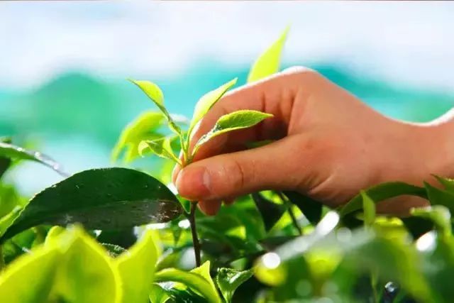 恩施富硒茶真假（恩施富硒茶叶多少钱一斤）-硒宝网