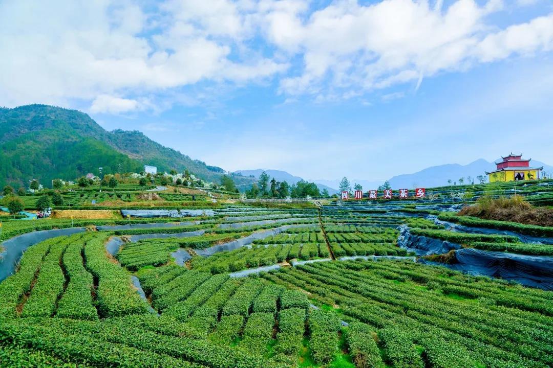 清明茶富硒袋装(富硒茶包装)-硒宝网