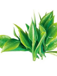 天方富硒有机茶（天方富硒茶价格）-硒宝网