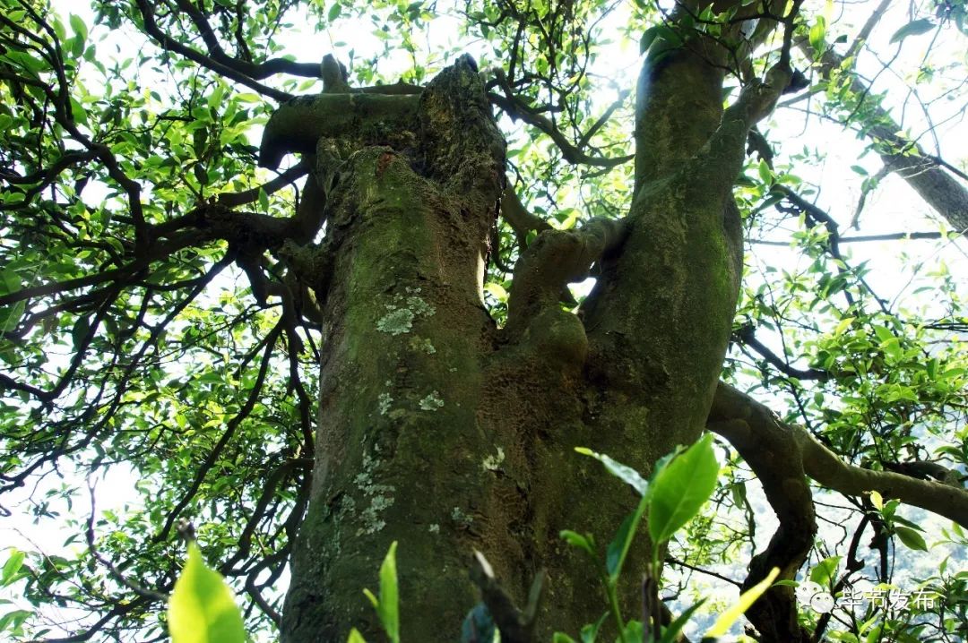 贵州毕节富硒茶(贵州富硒之乡)-硒宝网