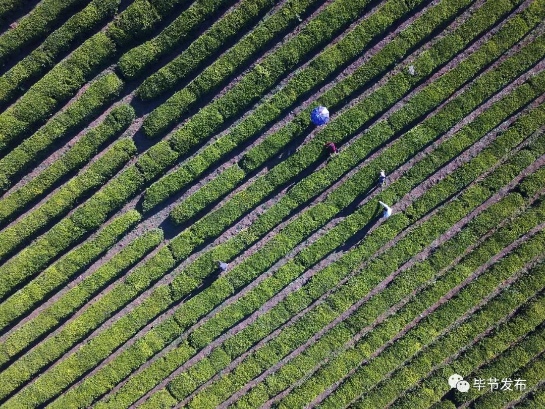 贵州毕节富硒茶(贵州富硒之乡)-硒宝网