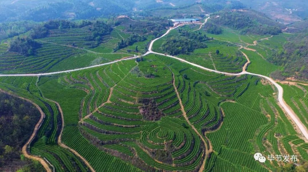 贵州毕节富硒茶(贵州富硒之乡)-硒宝网