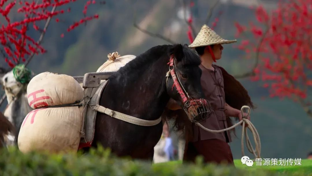 富硒茶线上销售(富硒茶营销策划方案)-硒宝网