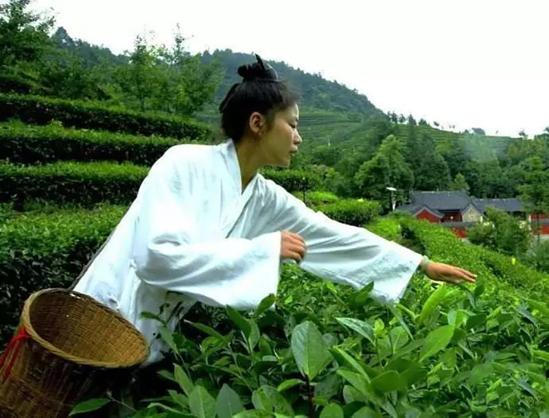 紫阳富硒茶本心(紫阳富硒茶绿茶的功效与作用)-硒宝网