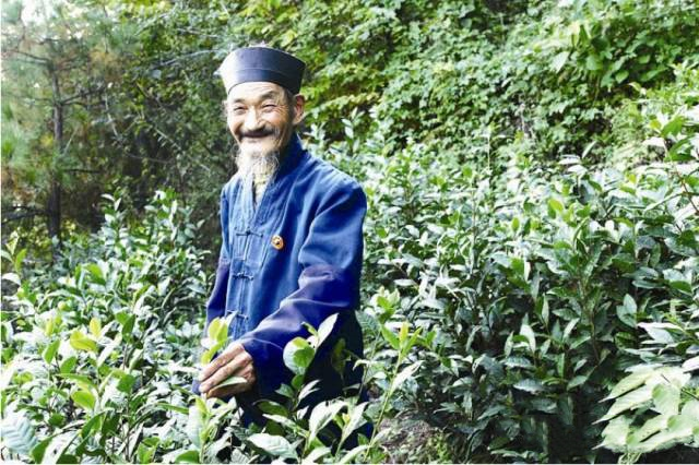 紫阳富硒茶本心(紫阳富硒茶绿茶的功效与作用)-硒宝网