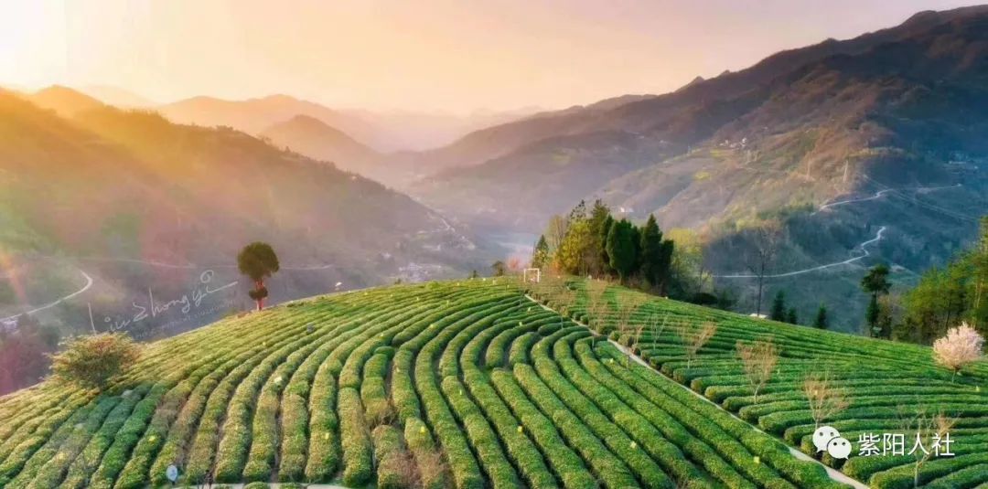 富硒茶线上销售(富硒茶代理)-硒宝网