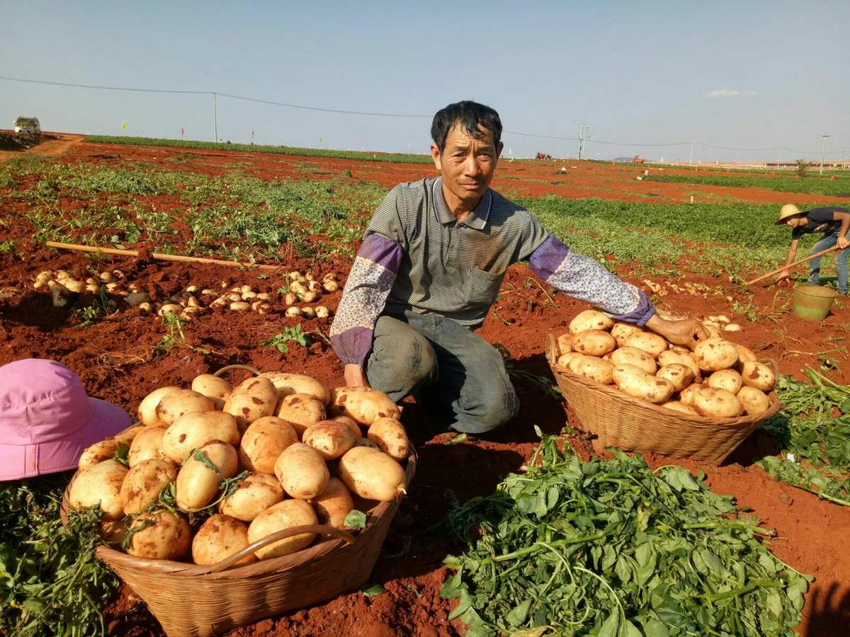 北京富硒桑叶茶(桑叶茶基地)-硒宝网