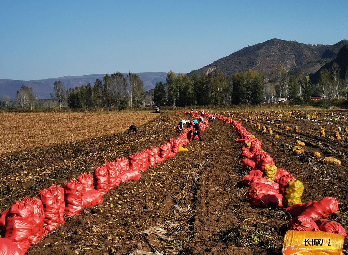 北京富硒桑叶茶(桑叶茶基地)-硒宝网