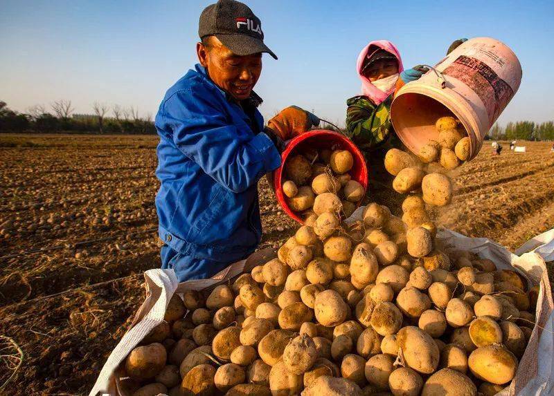 北京富硒桑叶茶(桑叶茶基地)-硒宝网