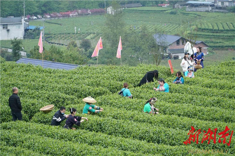 保靖黄金富硒茶（保靖黄金富硒黑茶）-硒宝网