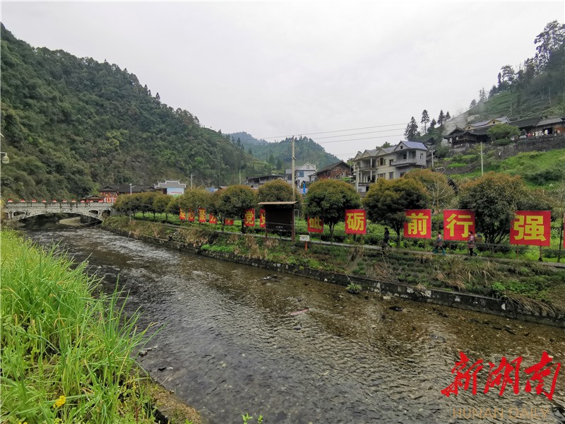 保靖黄金富硒茶（保靖黄金富硒黑茶）-硒宝网