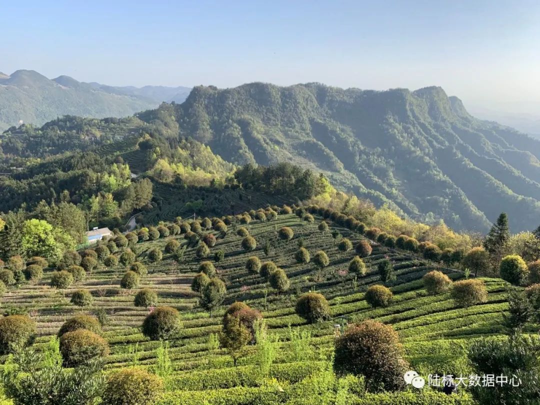 玉露恩施富硒茶(恩施玉露硒茶的作用)-硒宝网