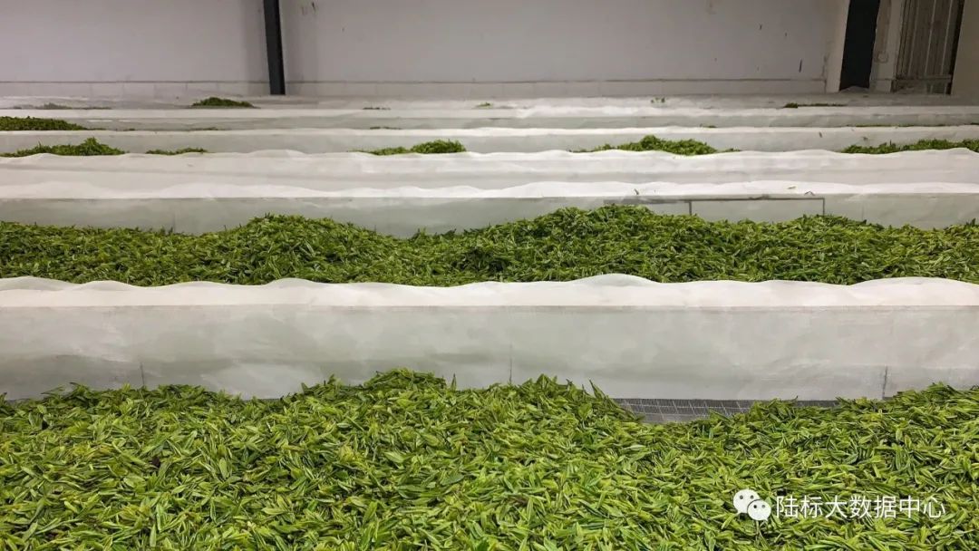 玉露恩施富硒茶(恩施玉露硒茶的作用)-硒宝网