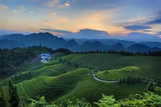 玉露恩施富硒茶(恩施玉露富硒茶)-硒宝网