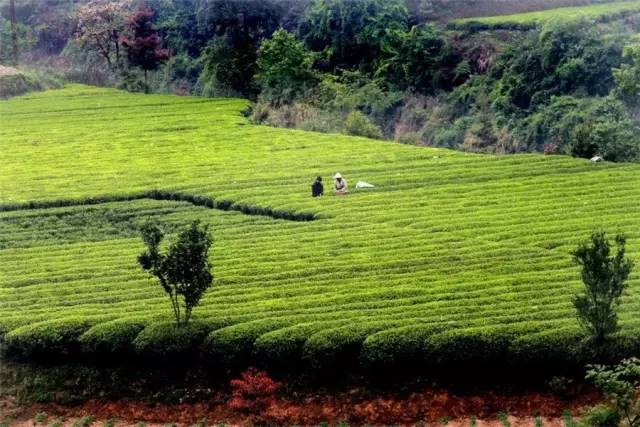 玉露恩施富硒茶(恩施玉露富硒茶)-硒宝网