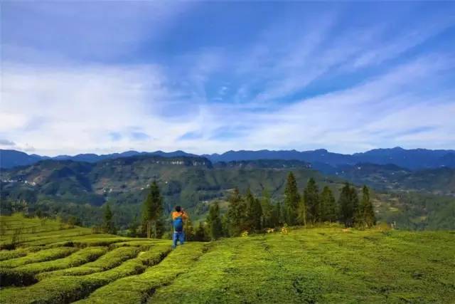 玉露恩施富硒茶(恩施玉露富硒茶)-硒宝网
