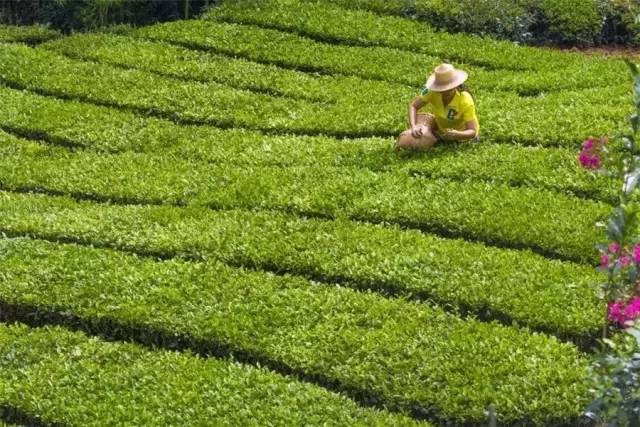 玉露恩施富硒茶(恩施玉露富硒茶)-硒宝网