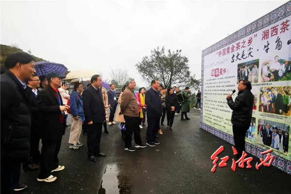 保靖黄金富硒茶（富硒黄金茶怎样冲泡）-硒宝网