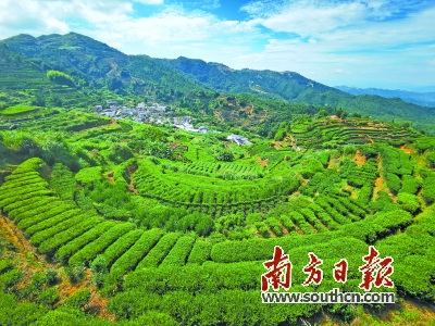 雄风高山富硒茶(高山富硒茶多少钱一斤)-硒宝网