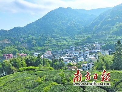 雄风高山富硒茶(高山富硒茶多少钱一斤)-硒宝网