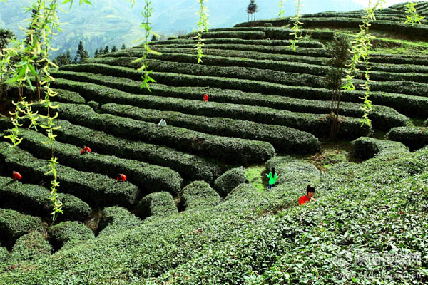 富硒茶品牌策划(富硒茶产业)-硒宝网