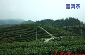 湖北富硒茶特级（湖北富硒茶的功效与作用）-硒宝网
