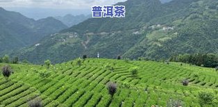 湖北富硒茶特级（湖北富硒茶的功效与作用）-硒宝网