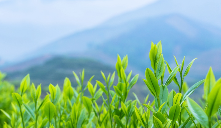 天然野生富硒茶（富硒野生茶属于什么茶）-硒宝网