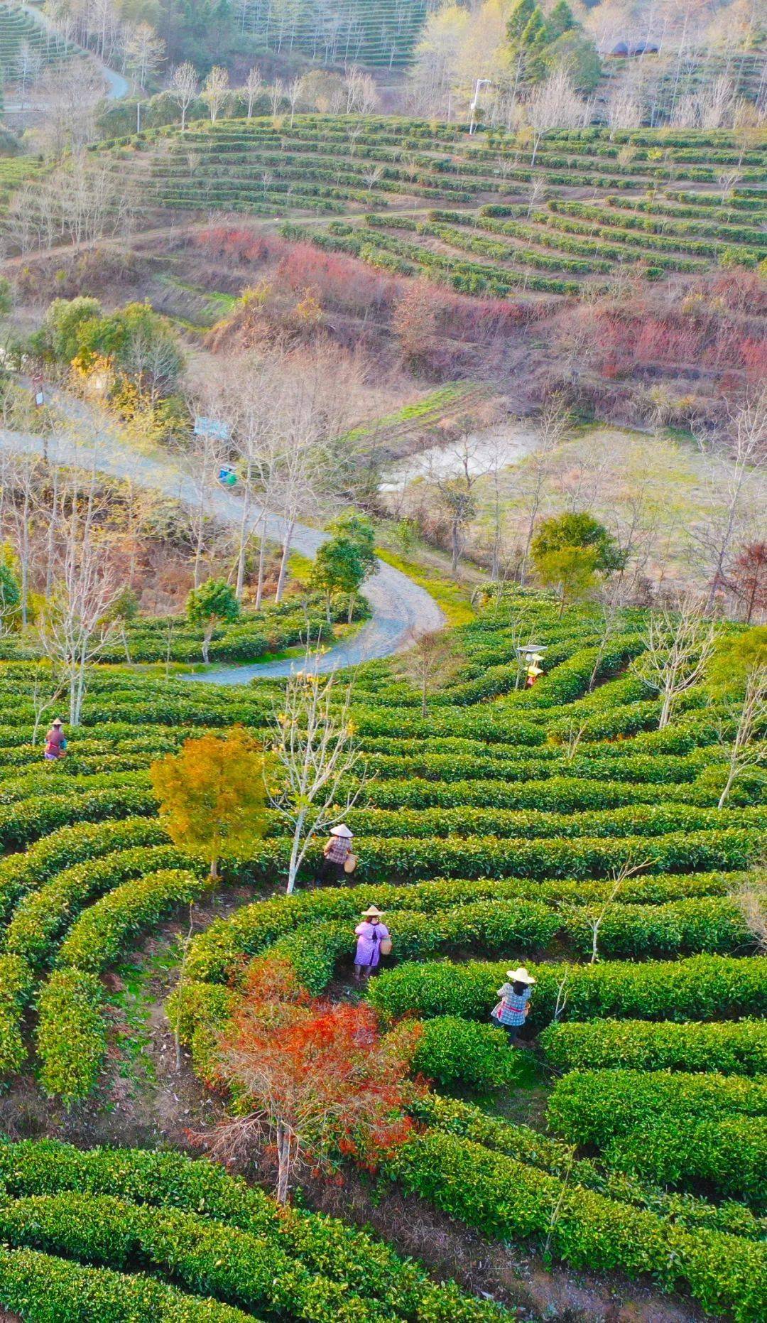 陕西渭南富硒茶(陕西富硒茶多少钱一斤)-硒宝网
