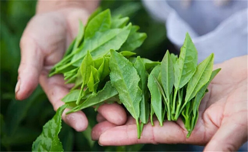 云南富硒黄金茶(云南黄金茶多少钱一斤)-硒宝网