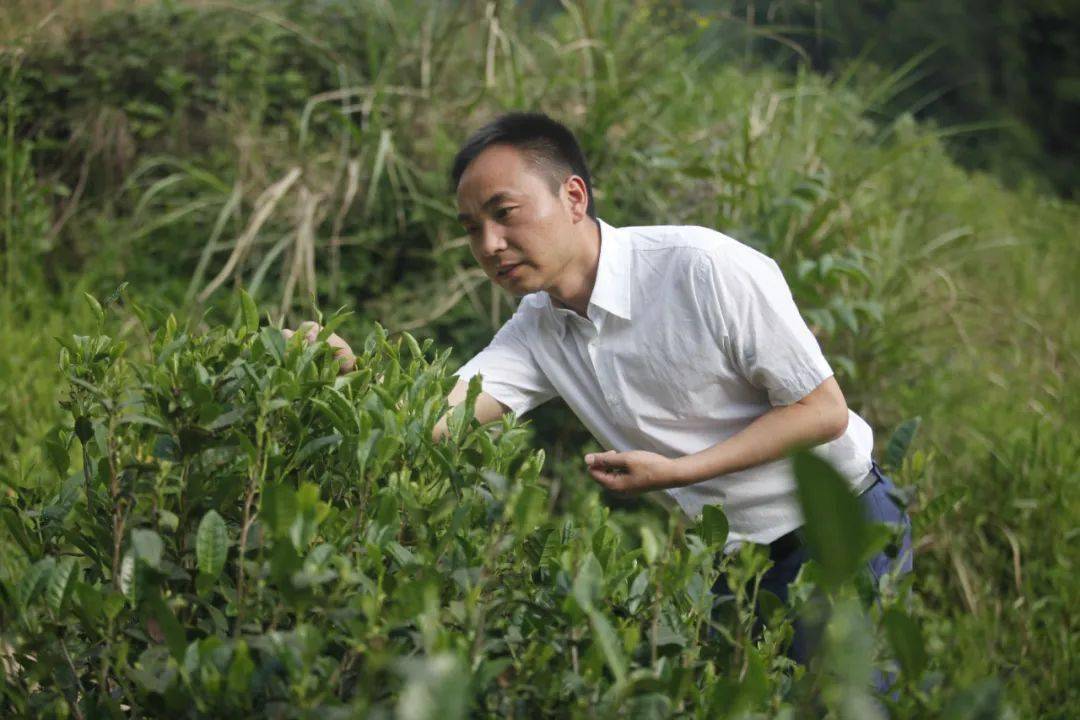 富硒茶受益群众（富硒茶宣传语）-硒宝网