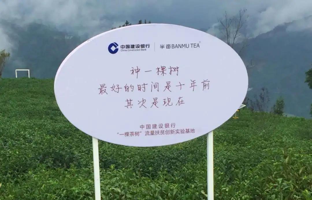 茶树喷洒富硒茶（茶树喷洒农药吗）-硒宝网