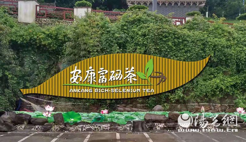 富硒茶怎么讲解（什么叫富硒茶叶）-硒宝网