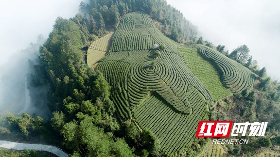 云南富硒黄金茶（富硒黄金茶是什么茶）-硒宝网