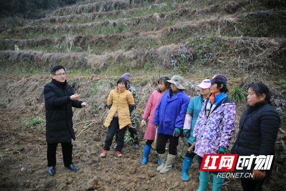 云南富硒黄金茶（富硒黄金茶是什么茶）-硒宝网
