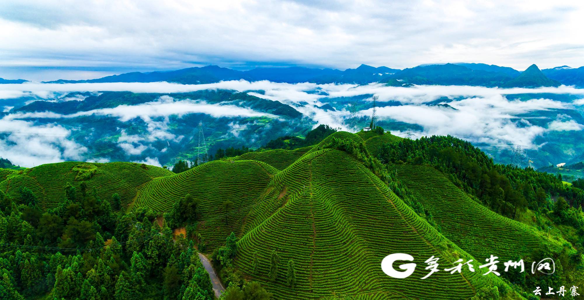 安康高山富硒茶(安硒山安康富硒茶)-硒宝网