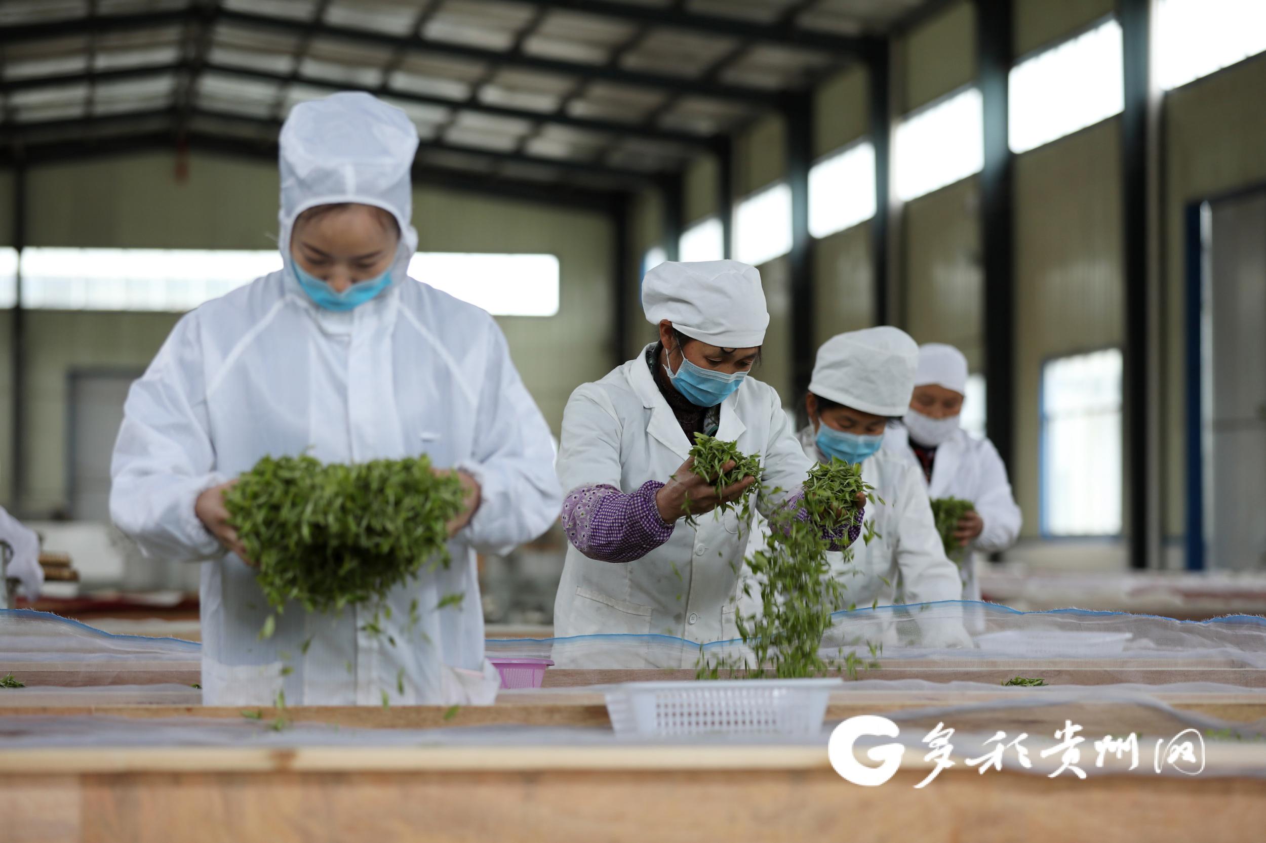 安康高山富硒茶(安硒山安康富硒茶)-硒宝网