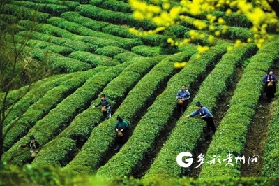 安康高山富硒茶(安硒山安康富硒茶)-硒宝网