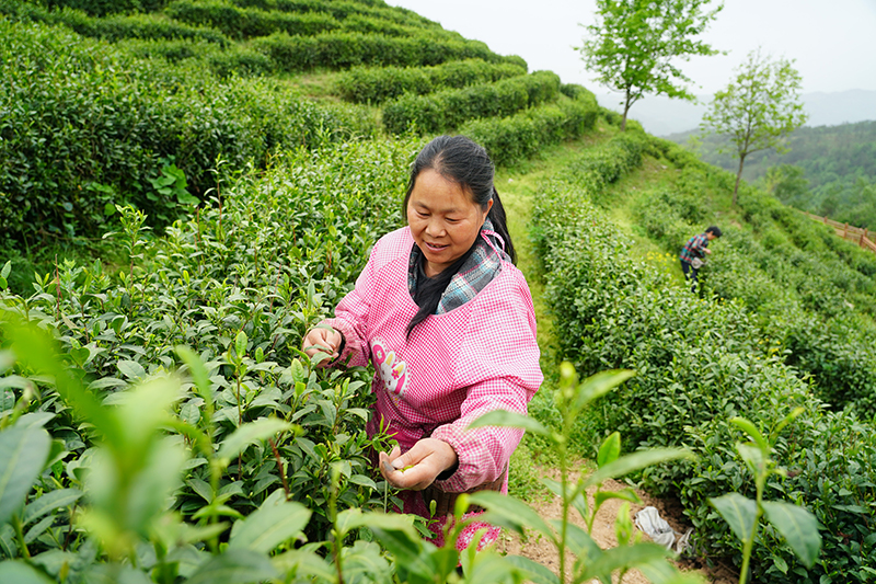 安康富硒茶代言（我为安康富硒茶代言）-硒宝网