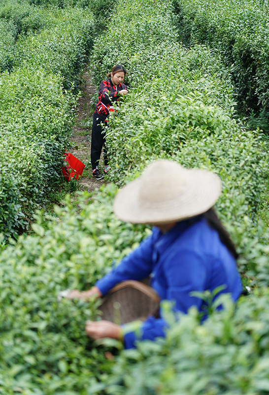 安康富硒茶代言（我为安康富硒茶代言）-硒宝网