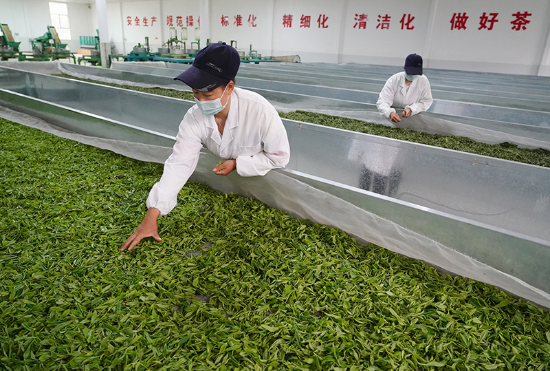 安康富硒茶代言（我为安康富硒茶代言）-硒宝网