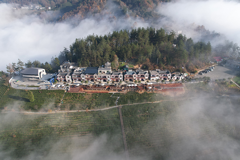 安康富硒茶代言（我为安康富硒茶代言）-硒宝网