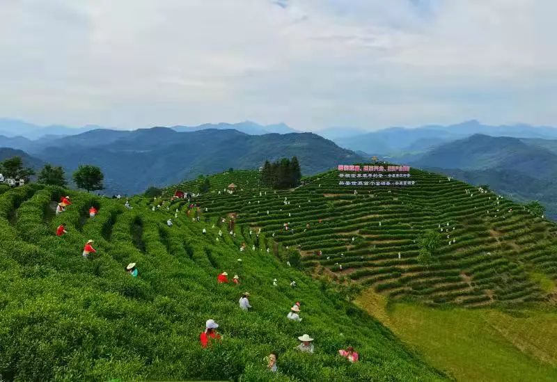 安康富硒茶企业（安康茶富硒企业排名）-硒宝网